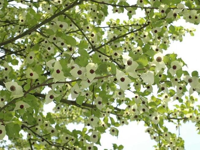 Davidia involucrata