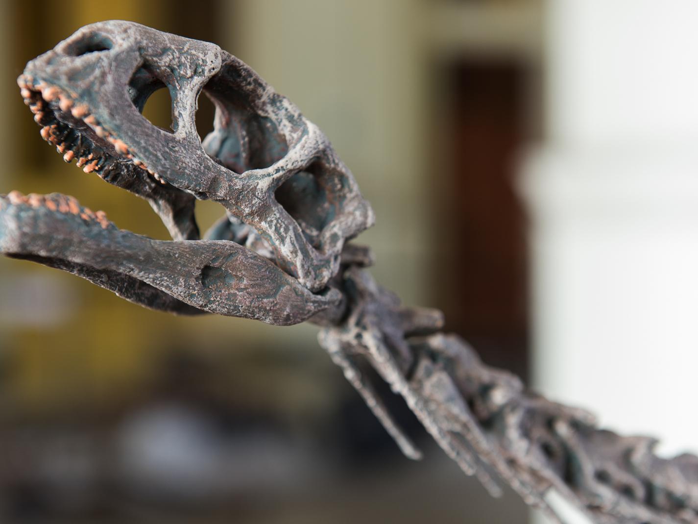 Calco de esqueleto de Chilesaurus diegosuarezi. Calco de esqueleto de Chilesaurus diegosuarezi.