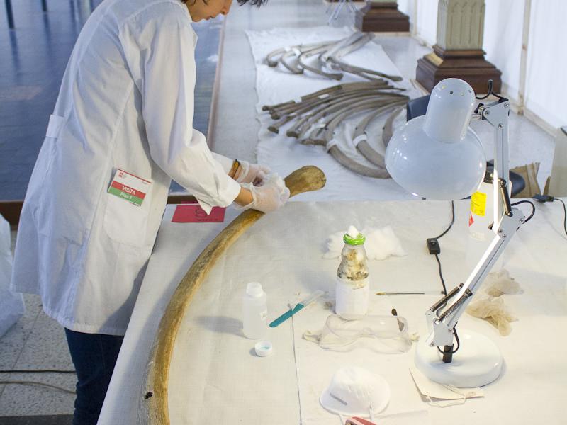 Renovación esqueleto de ballena del Salón Central