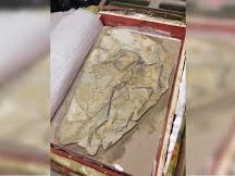 Fósil de Microraptor devuelto a China Fósil de Microraptor devuelto a China