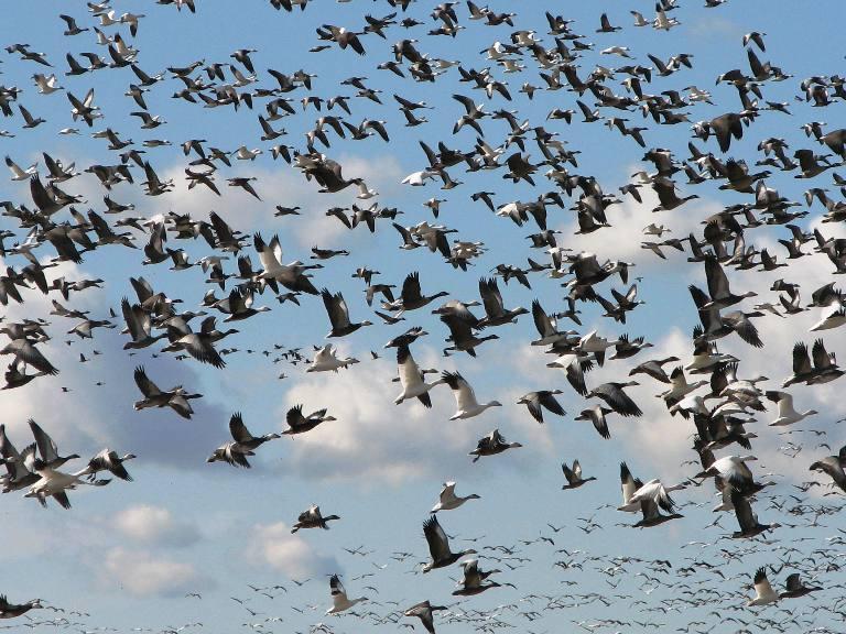 Aves migratorias Aves migratorias