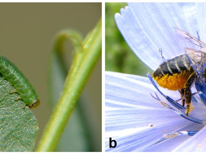 Figura 1. De todas las interacciones conocidas entre insectos y plantas, la herbivoría y la polinización son las más conocidas. a) avispa sierra del sauce (Tenthredinidae), b) abeja cortadora de hojas (Megachilidae). Figura 1. De todas las interacciones conocidas entre insectos y plantas, la herbivoría y la polinización son las más conocidas. a) avispa sierra del sauce (Tenthredinidae), b) abeja cortadora de hojas (Megachilidae).