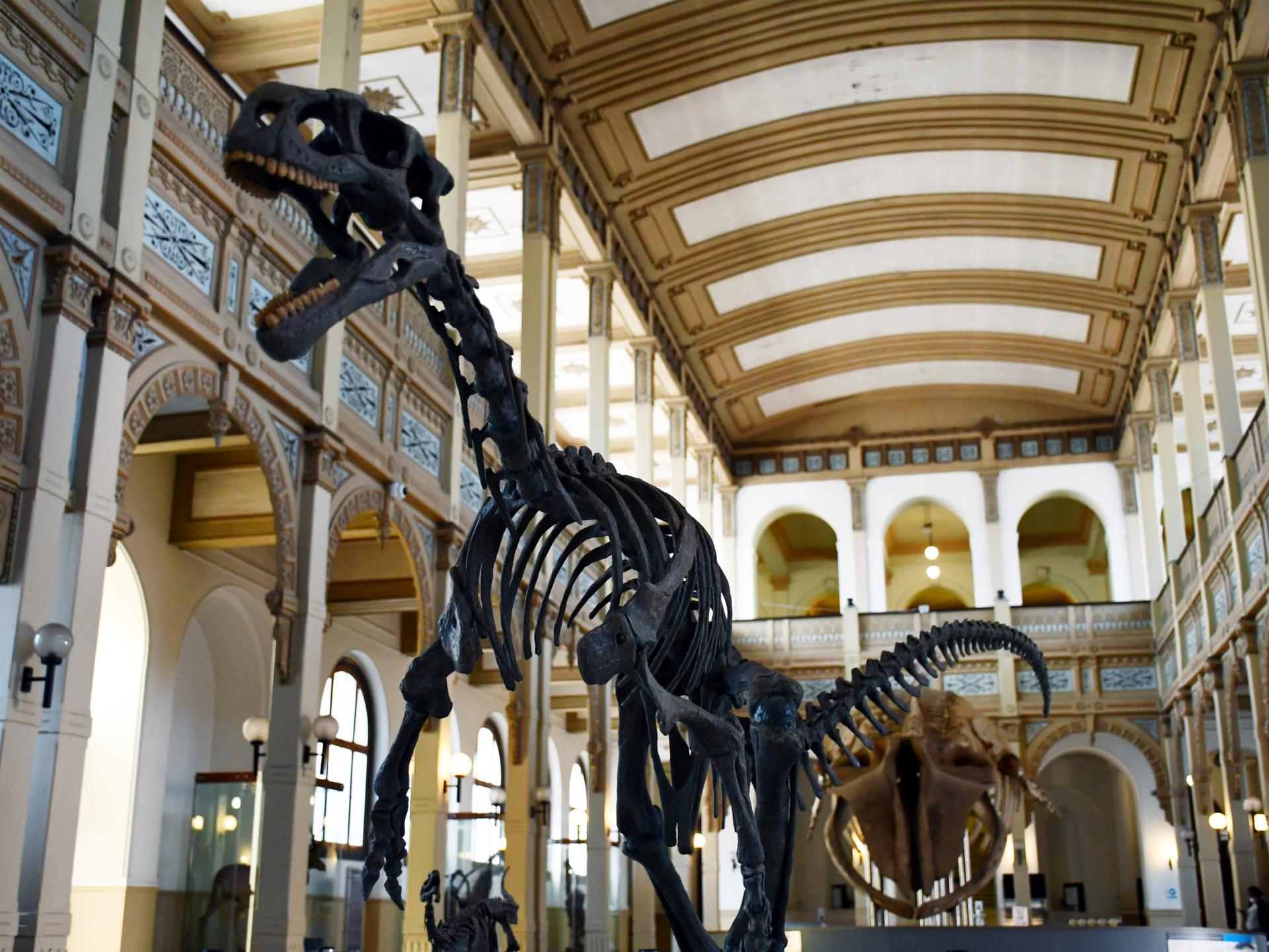 Chilesaurus diegosurezi en el Salón Central del MNHN Mayo 2021 20.JPG