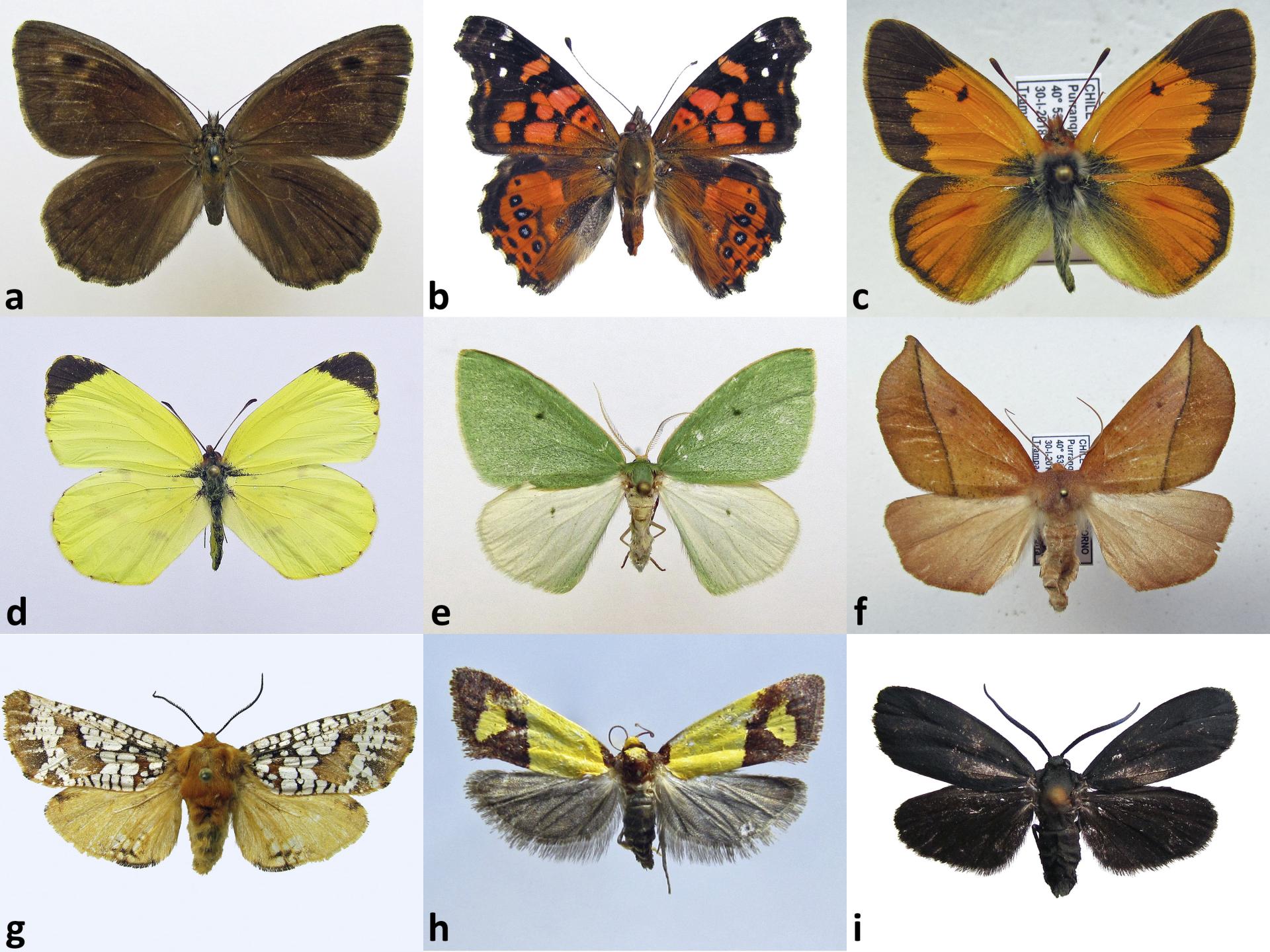 Figura 2. Variedad de colores en algunos lepidópteros nativos a) Argyrophorus chiliensis y b) Vanessa carye (Nymphalidae), c) Colias vauthierii y d) Eurema deva (Pieridae), e) Anomphax gnoma y f) Macrolyrcea monochorda (Geometridae), g) Surcossus perlaris (Cossidae), h) Argentulia montana (Tortricidae), i) Malamblia melas (Zygaenidae). Colección Nacional de Insectos MNHN. Figura 2. Variedad de colores en algunos lepidópteros nativos a) Argyrophorus chiliensis y b) Vanessa carye (Nymphalidae), c) Colias vauthierii y d) Eurema deva (Pieridae), e) Anomphax gnoma y f) Macrolyrcea monochorda (Geometridae), g) Surcossus perlaris (Cossidae), h) Argentulia montana (Tortricidae), i) Malamblia melas (Zygaenidae). Colección Nacional de Insectos MNHN.