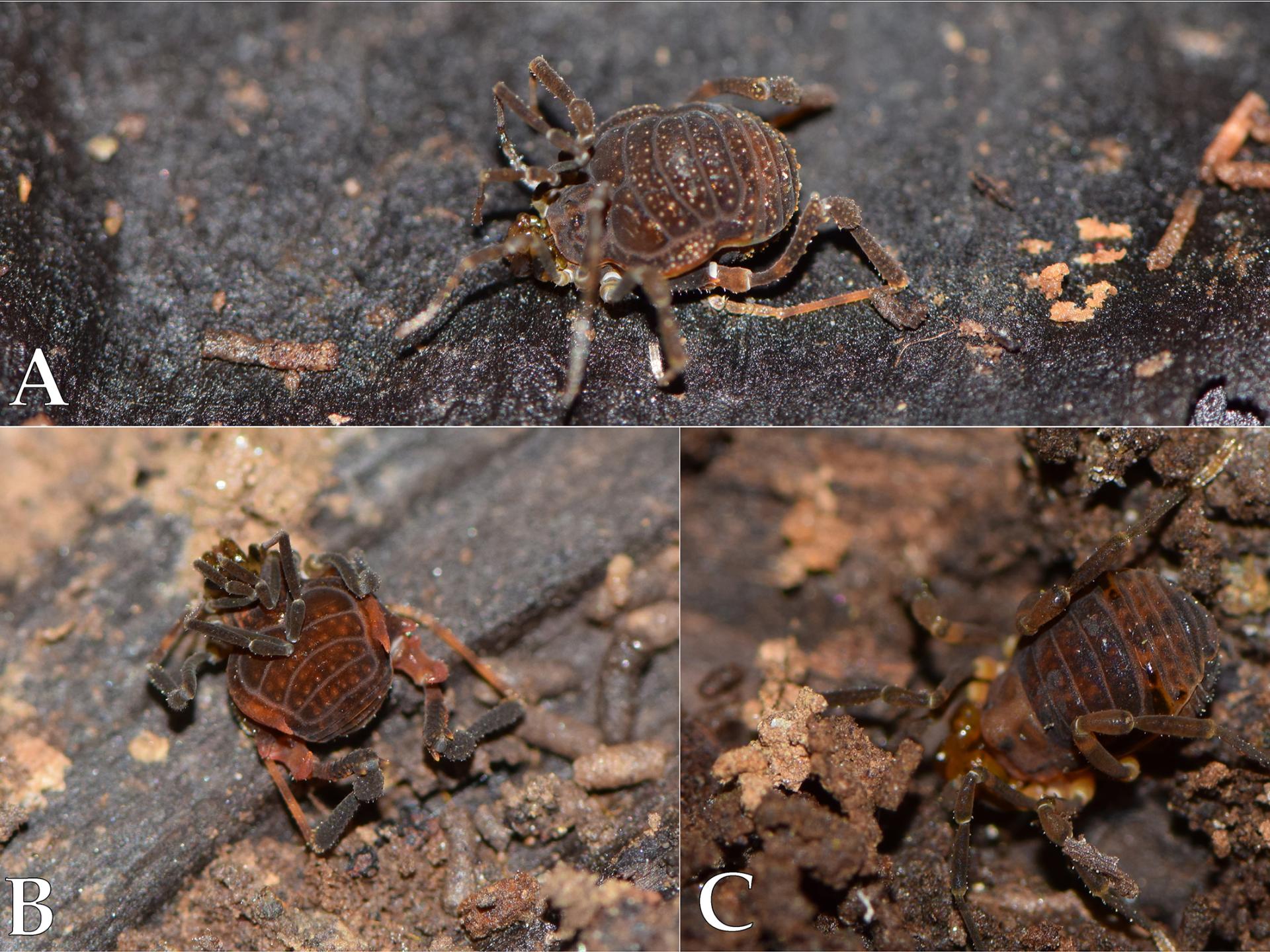 Figura 3: Algunos de los Opiliones encontrados en este estudio. A, Pachylinae gen. sp. 1 hembra. B, Pachylinae gen. sp. 1 macho. C, Osornogyndes tumifrons. Opiliones