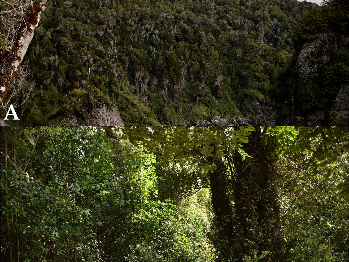 Figura 2: Bosque de olivillo costero ubicado al sur de Manquemapu, área de estudio del artículo publicado. A, vista general de los cerros boscosos que enfrentan el mar, la zona que recorre el sendero el Galpón. B, aspecto general del bosque, dentro del sendero. Bosque