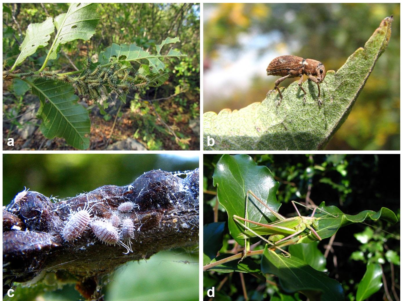 Figura 2. El 99% de los lepidópteros (a), el 35% de los coleópteros (b), el 90% de los hemípteros (c) y el 90% de los ortópteros (d) son herbívoros. Figura 2. El 99% de los lepidópteros (a), el 35% de los coleópteros (b), el 90% de los hemípteros (c) y el 90% de los ortópteros (d) son herbívoros.
