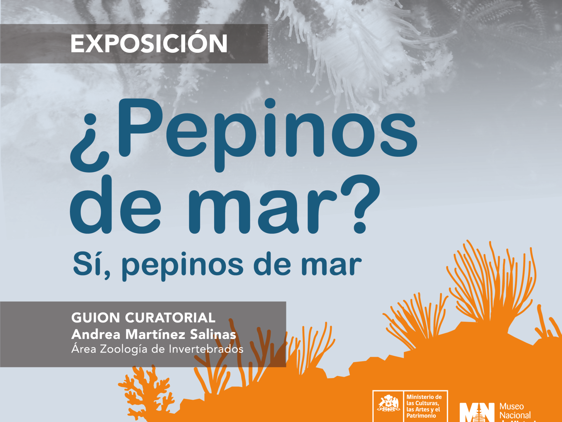 Pepinos de mar