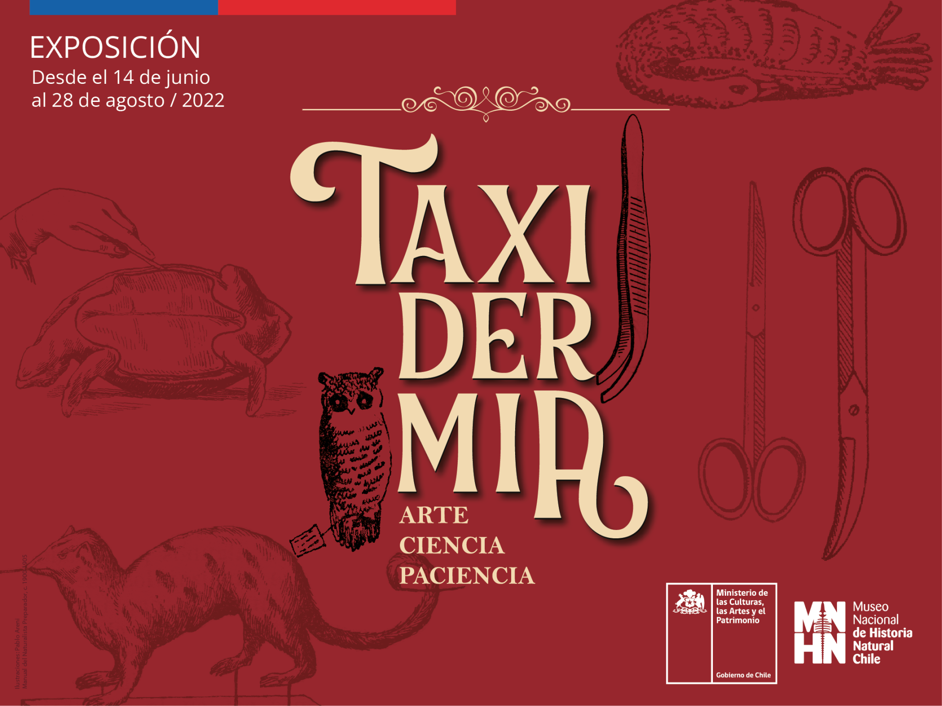 Exposición Taxidermia 