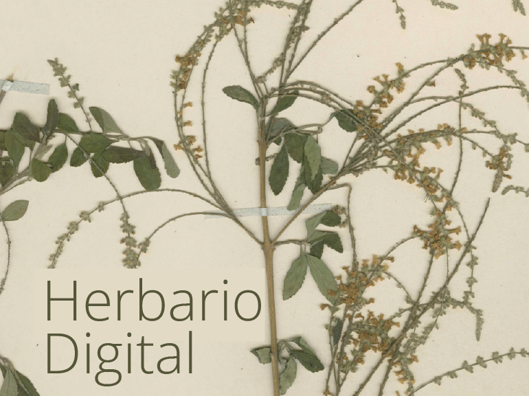 Herbario Digital MNHN