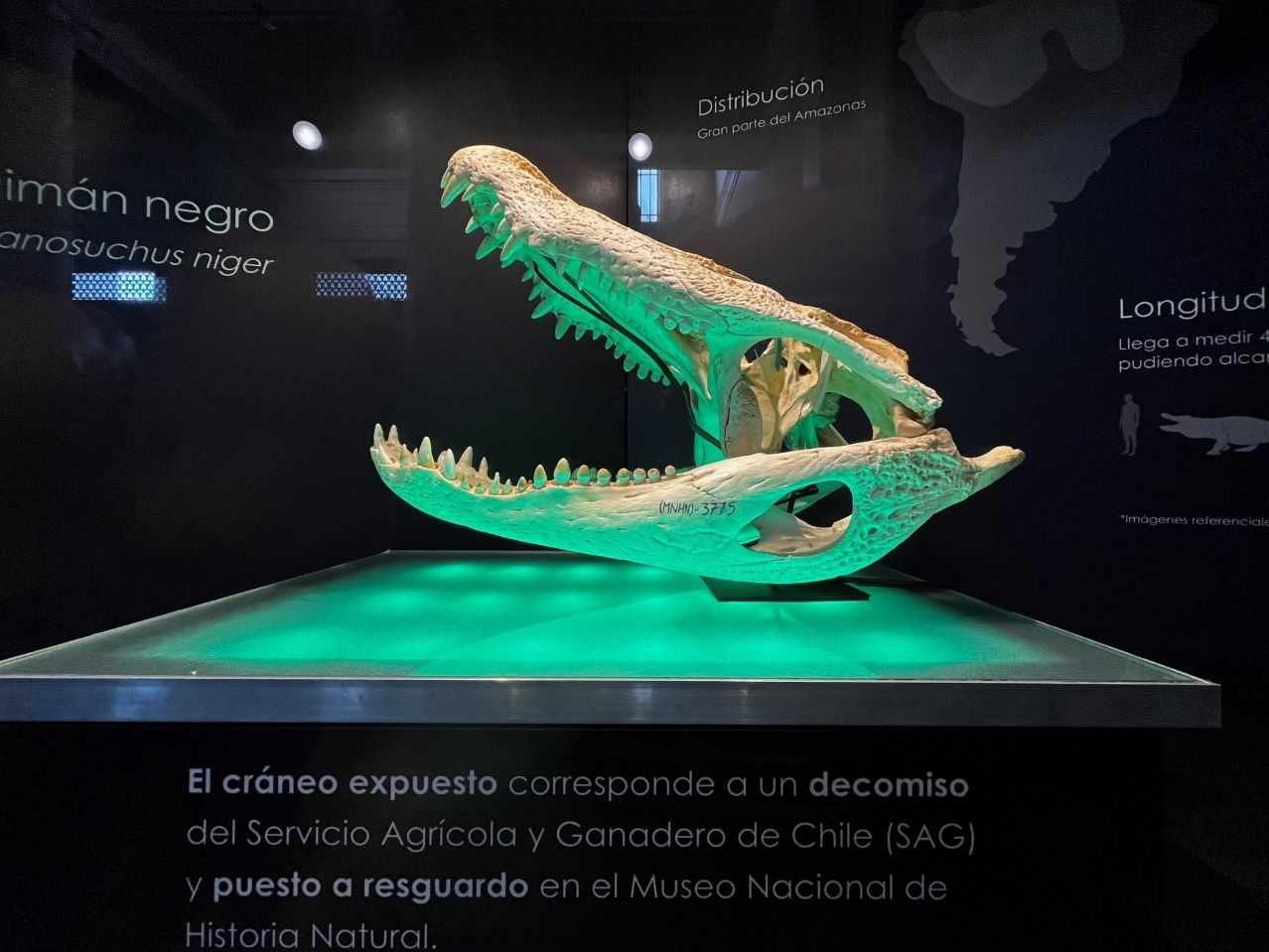 Caimán negro