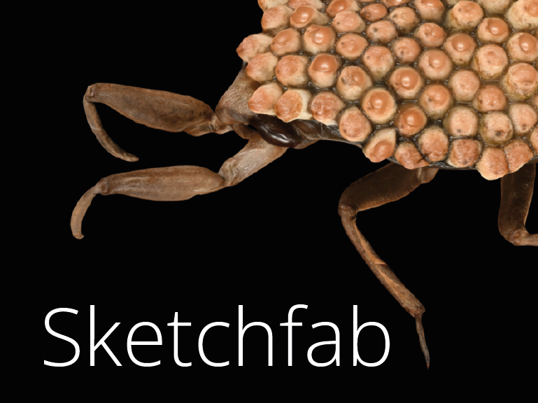 Sketchfab MNHN