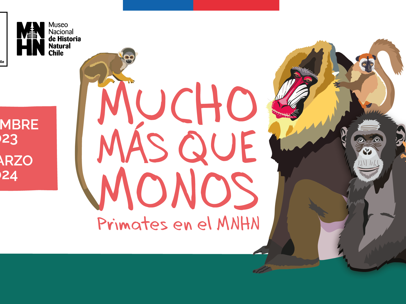 Mucho más que monos: primates en el MNHN 