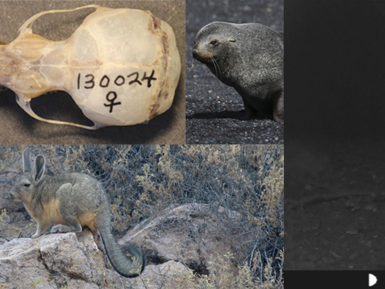 VI Congreso de Mastozoología