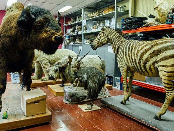 Área de Taxidermia 