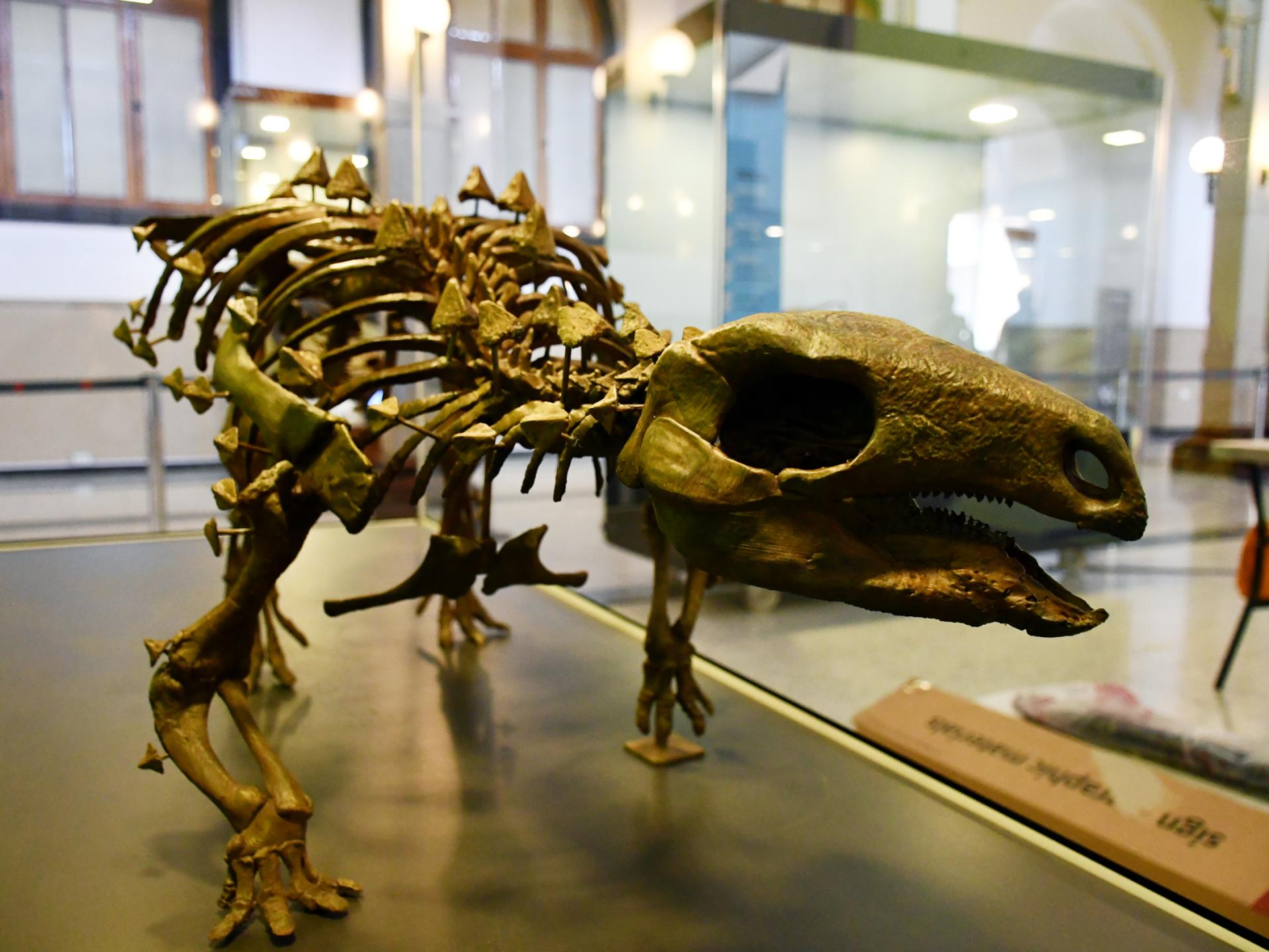 Área de Paleontología