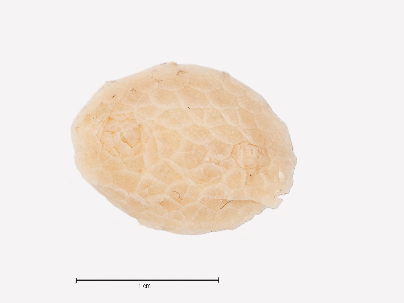  Psolus patagonicus Ekman,1925