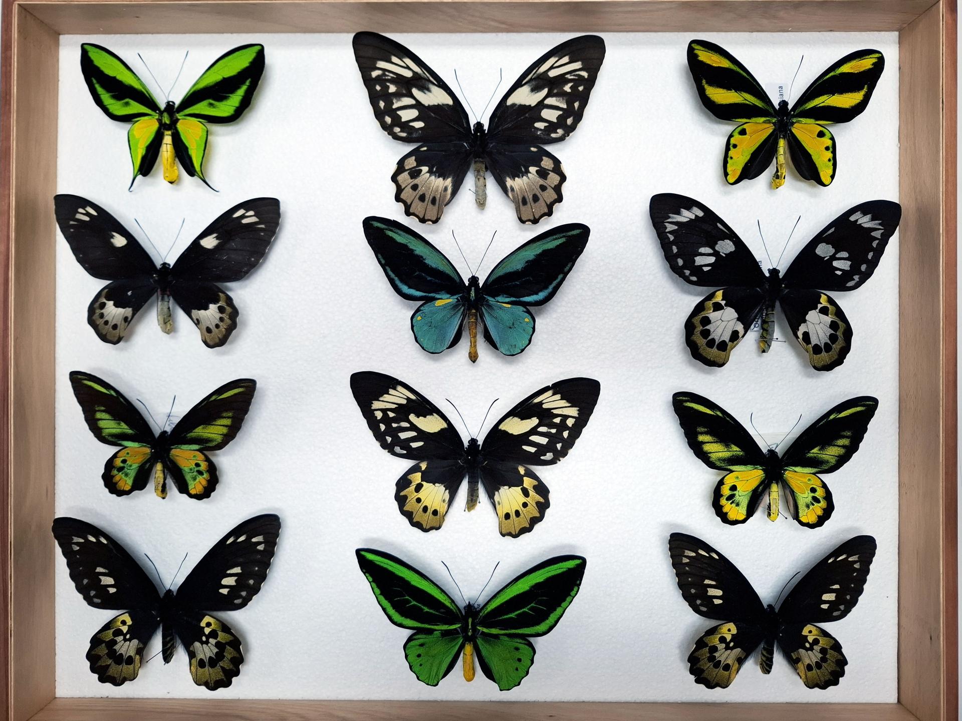 Mariposas