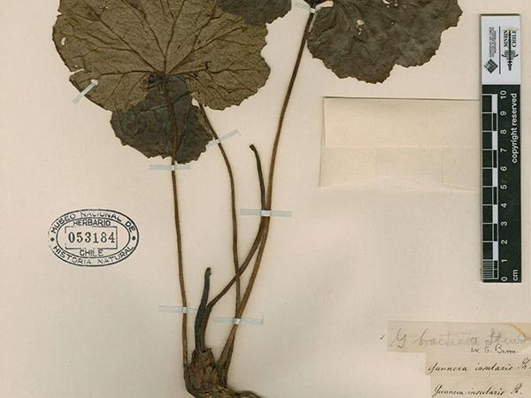 Rodulfo Armando Philippi. Especie: Fernandeziana. 1854 En depósito. Colección Herbario Tipo. N° de inventario SGO000002330.