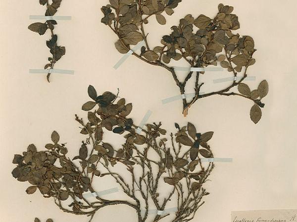 Rodulfo Armando Philippi. Especie: Fernandeziana. 1854 En depósito. Colección Herbario Tipo. N° de inventario SGO000002330.