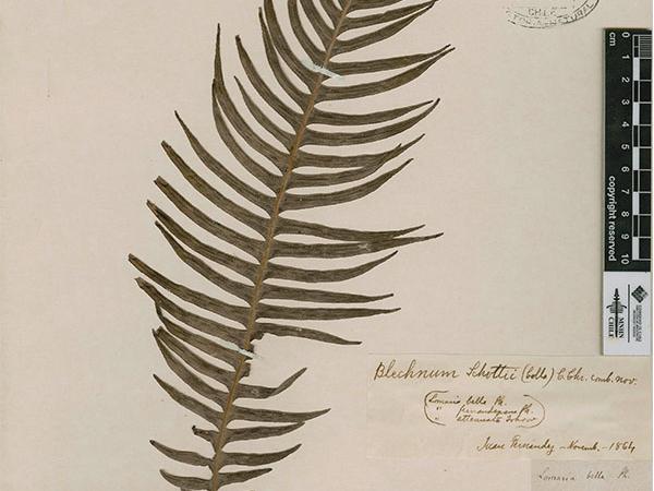 Rodulfo Armando Philippi. Especie: Fernandeziana. 1854 En depósito. Colección Herbario Tipo. N° de inventario SGO000002330.