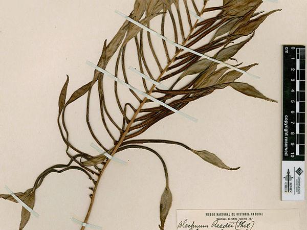 Rodulfo Armando Philippi. Especie: Fernandeziana. 1854 En depósito. Colección Herbario Tipo. N° de inventario SGO000002330.