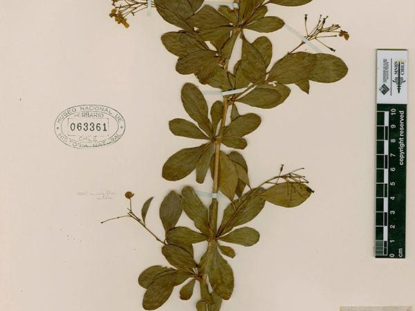 Rodulfo Armando Philippi. Especie: Fernandeziana. 1854 En depósito. Colección Herbario Tipo. N° de inventario SGO000002330.