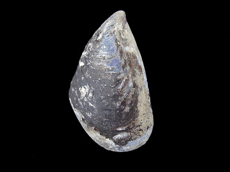 Choromytilus chorus