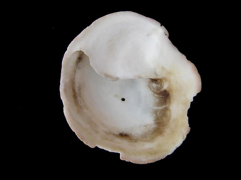 Crepidula dilatata (vista posterior)