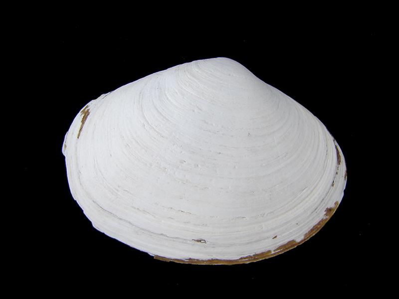Gari solida