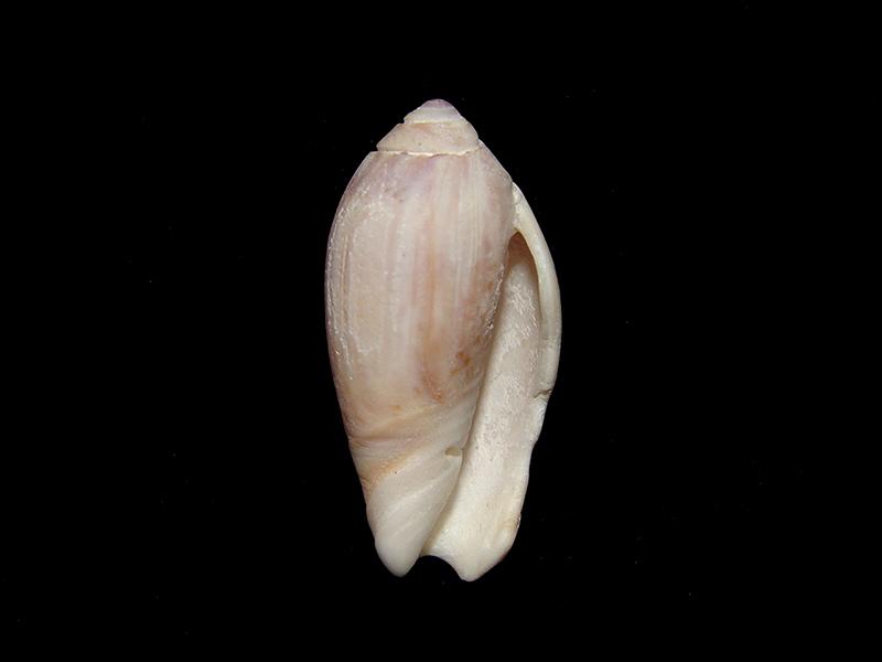 Oliva peruviana