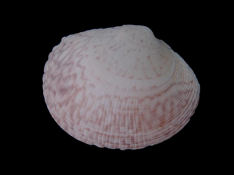 Protothaca thaca