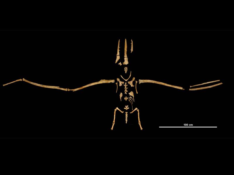 Pelagornis chilensis 2