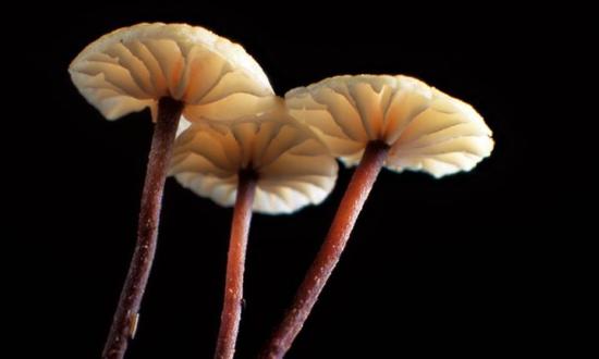Marasmius ramealis.