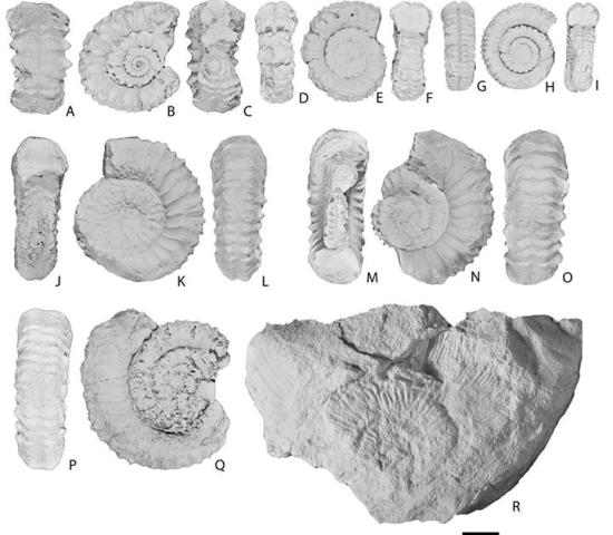 Corongoceras evolutum, especie endémica de Chile. R, Substeueroceras koeneni, fósil gua del Berriasiano.