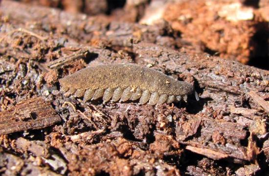Ejemplar de Paropisthopatus sp. (Provincia Cardenal Caro, recolecta y foto del autor)