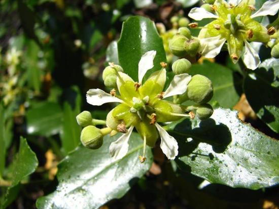 Néctar de la flor del quillay (Foto: Gloria Rojas).