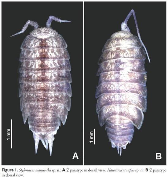 Paratipos hembra de las nuevas especies Styloniscus manuvaka (A) y Hawaiioscia rapui (B).