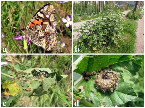 Vanessa carye (Hübner). (a) Adulto, (b) Malva sp. su planta hospedera, (c) habitáculo de la larva en hoja de malva, (d) larva.