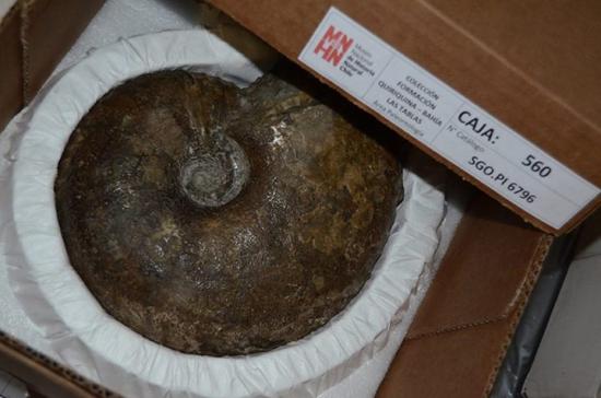 Detalle de un amonite de 25 cm embalado bajo los nuevos estándares de conservación.