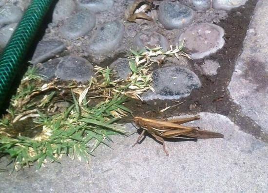 Adulto de Schistocerca cancellata, oculto de noche (foto M. Magdalena Vásquez; Vitacura, 20 noviembre 2015)