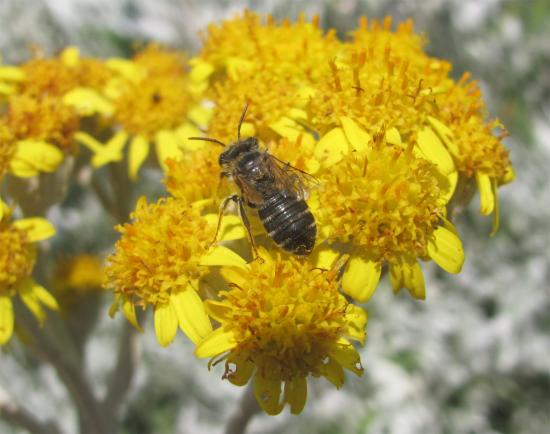 Acamptopoeum submetallicum