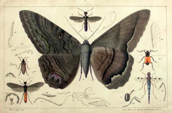 Philippi, 1871. StettinerEntZeit 32, lamina original coloreada.