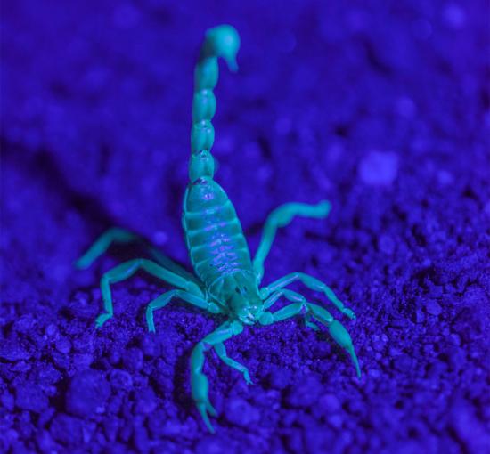 Brachistosternus philippii Ojanguren-Affilastro, Pizarro-Araya y Ochoa, 2018. Ejemplar fotografiado por Jaime Pizarro bajo luz UV en un campo de dunas costeras del Monumento Natural Paposo Norte, Antofagasta (Chile). (Agencia Monoclope - Universidad de L