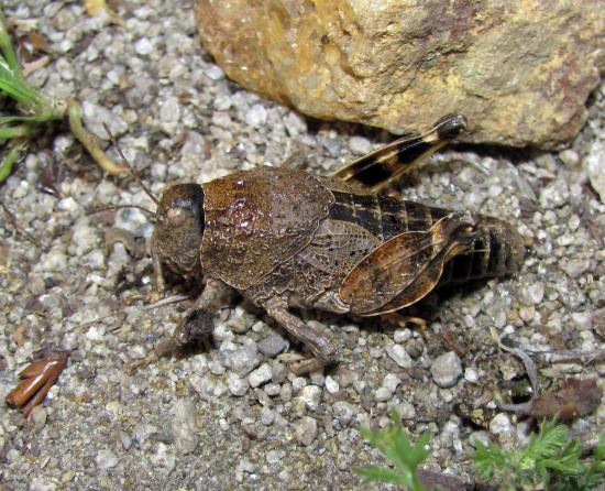 Adulto hembra de langosta de Combarbalá (nótese el pequeño tamaño de alas, las que no se tocan en el dorso, y la presencia de venas ramificadas lo que indica que es un ejemplar adulto).