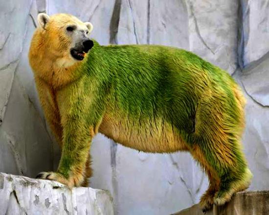 Oso verde