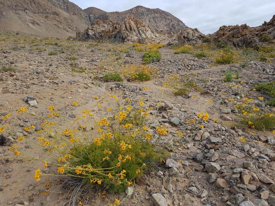 Argylia radiata (terciopelo), sector Pan de azúcar (Foto G. Rojas)