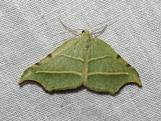 Chlorotimandra viridis Butler, 1882 (Geometridae) (Fotografía J. Pérez-Schultheiss).