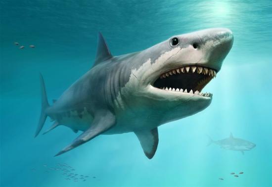 Paleoreconstrucción de un Megalodon adulto (Fuente: Istock)