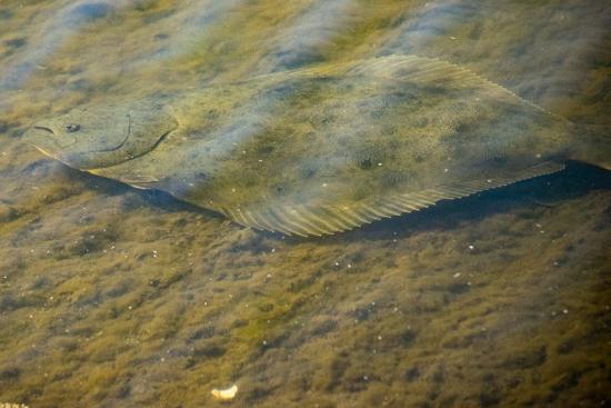 Cabecera- Lenguado californiano (Paralichthys californicus)- (c) Peggy Romfh.